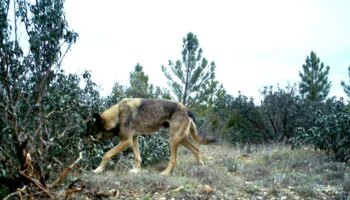 La Junta de Castilla y León celebra que pueda rebajarse la protección del lobo y carga contra el Gobierno