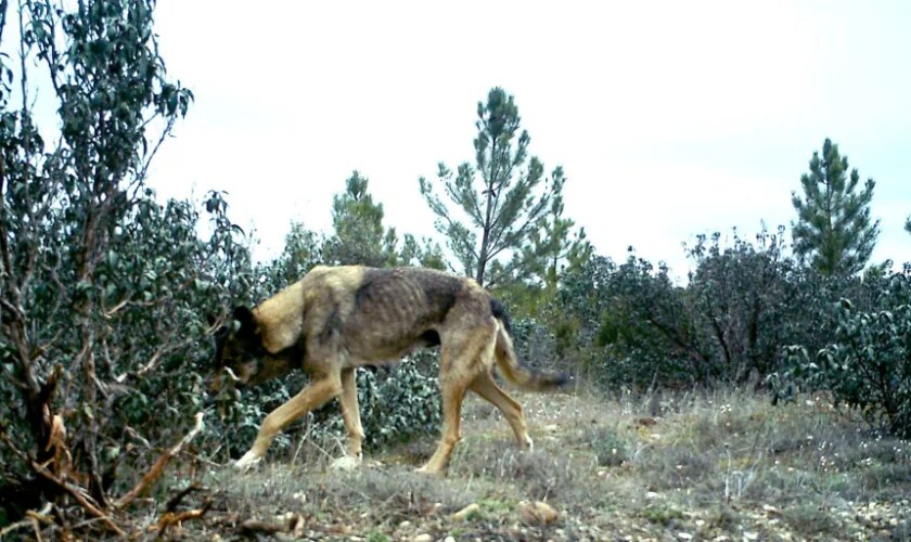 La Junta de Castilla y León celebra que pueda rebajarse la protección del lobo y carga contra el Gobierno