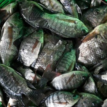 La Thaïlande déclare la guerre au tilapia noir, l’«espèce la plus invasive» que le pays ait connu