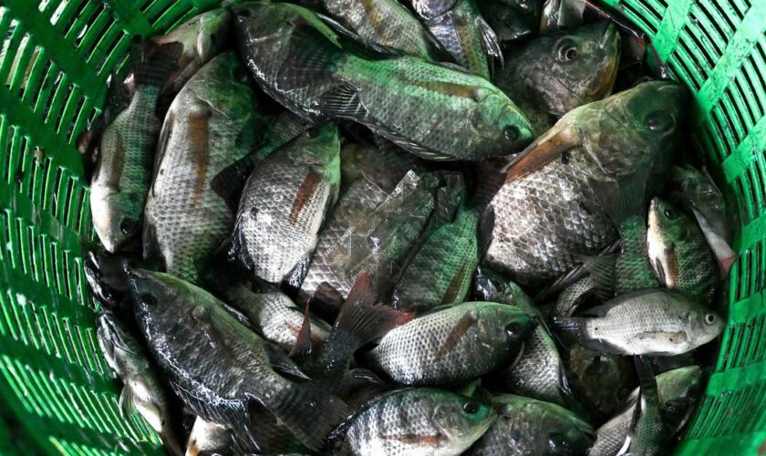 La Thaïlande déclare la guerre au tilapia noir, l’«espèce la plus invasive» que le pays ait connu