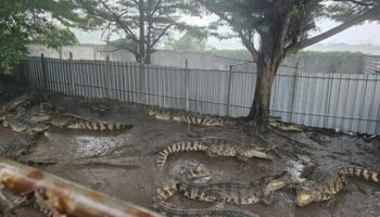 « La décision la plus difficile de ma vie » : un éleveur thaïlandais tue plus de 100 crocodiles en danger critique d’extinction