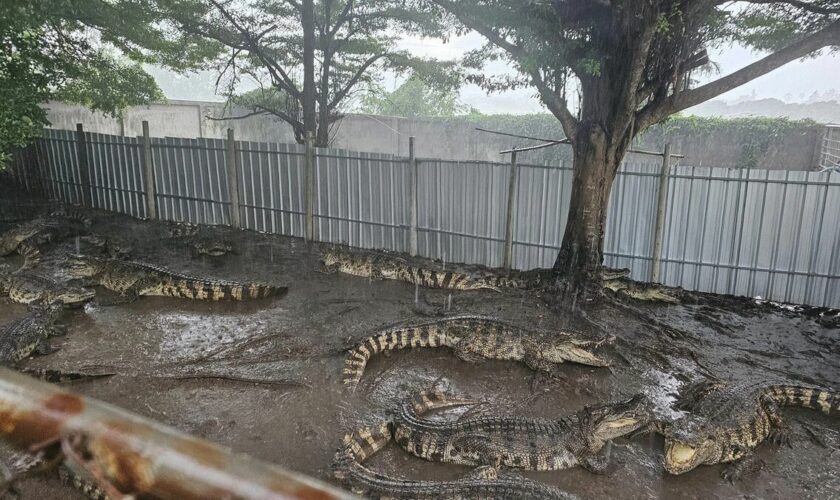 « La décision la plus difficile de ma vie » : un éleveur thaïlandais tue plus de 100 crocodiles en danger critique d’extinction