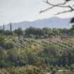 « Le nombril de l’Italie» : dans les jardins extraordinaires d'Ombrie