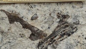 Los Angeles: Millionen Jahre alte Meeresfossilien unter Schule gefunden