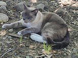 Lost cat reunited with owners after amazing 900-mile...