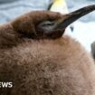 Meet Pesto: the fat baby penguin and viral superstar