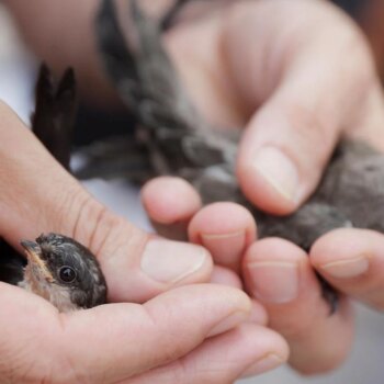 Microplásticos en el aire: hallan poliéster en los pulmones y las tripas de los pájaros de ciudad