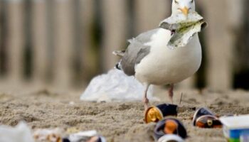 Mikroplastik an deutschen Stränden: Aktuelle Studie zeigt hohe Belastung