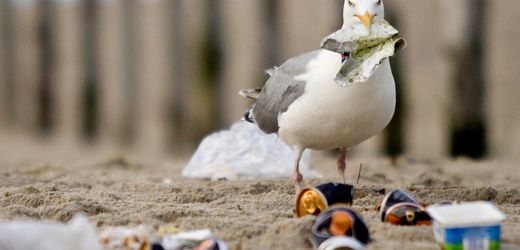 Mikroplastik an deutschen Stränden: Aktuelle Studie zeigt hohe Belastung