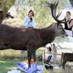 Moment aggressive stag robs picnickers of their lunches in Richmond Park during rutting season