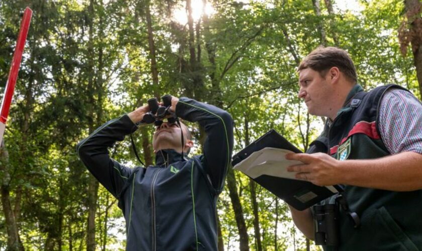 Die Landesinventurleiter für die Waldzustandserhebung, Michael Heym (l) und Wolfgang Stöger (r), schauen Bäume an. Foto: Peter K