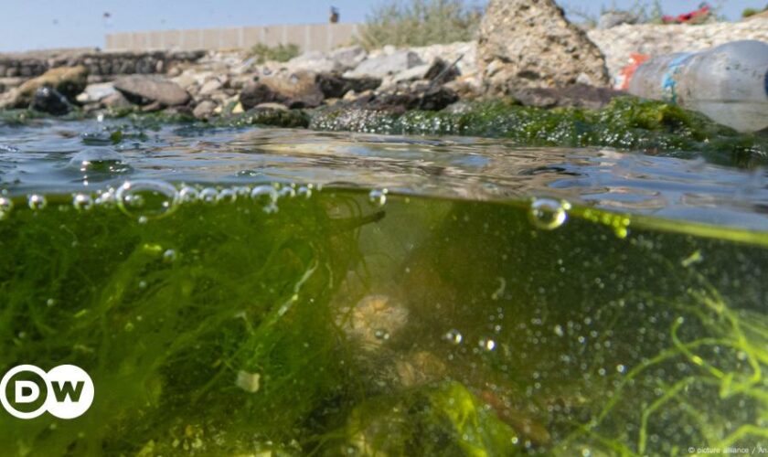 News kompakt: Fischsterben im Golf von Izmir