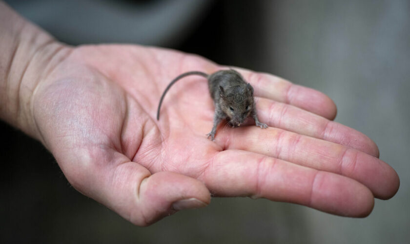 Norvège : une souris, passagère clandestine, oblige un avion à se poser