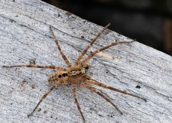 Nosferatu-Spinne mittlerweile fast in ganz Deutschland heimisch