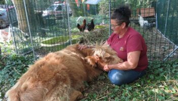 « Nous avons vraiment besoin d’aide » : la cagnotte du refuge pour animaux abandonnés ne décolle pas