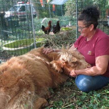 « Nous avons vraiment besoin d’aide » : la cagnotte du refuge pour animaux abandonnés ne décolle pas