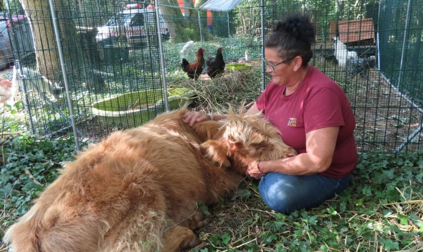 « Nous avons vraiment besoin d’aide » : la cagnotte du refuge pour animaux abandonnés ne décolle pas