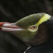 Nouvelle-Zélande : le concours de l'oiseau de l'année 2024 remporté par un rare manchot bruyant