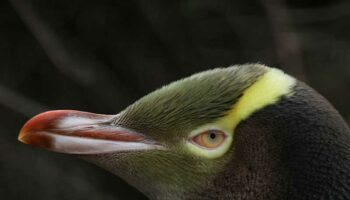 Nouvelle-Zélande : le concours de l'oiseau de l'année 2024 remporté par un rare manchot bruyant