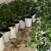 Okupan una casa de un pueblo de Sevilla para el cultivo de marihuana, pero salen huyendo tras arder el cuadro de luz