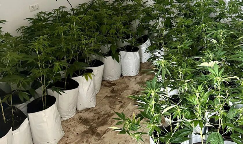 Okupan una casa de un pueblo de Sevilla para el cultivo de marihuana, pero salen huyendo tras arder el cuadro de luz