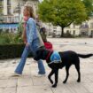 « Parfois, on m’aide à traverser le passage piéton » : à Clamart, Dorothée éduque les chiens-guides d’aveugles