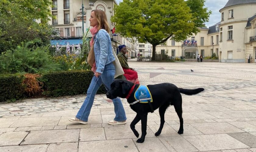 « Parfois, on m’aide à traverser le passage piéton » : à Clamart, Dorothée éduque les chiens-guides d’aveugles