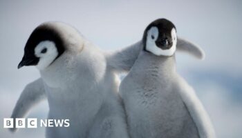 Penguin chicks miraculously survive tearaway iceberg