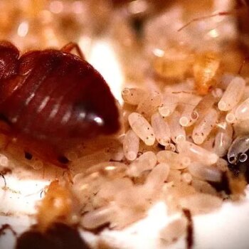 People are luring bedbugs into homes without realising - mistakes to avoid