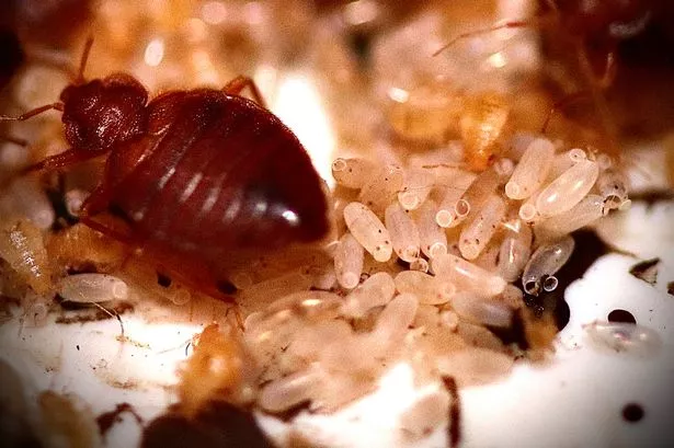 People are luring bedbugs into homes without realising - mistakes to avoid