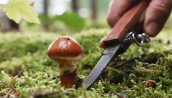 Pilzliebhaber zieht es jetzt im Herbst wieder in Sachsen-Anhalts Wälder, wo Steinpilze oder die Krause Glucke warten. Foto: Bodo