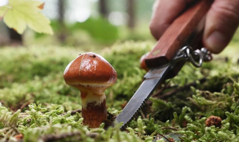 Pilzliebhaber zieht es jetzt im Herbst wieder in Sachsen-Anhalts Wälder, wo Steinpilze oder die Krause Glucke warten. Foto: Bodo