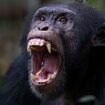 Planet of the Apes horror as famous tool-using chimp kills his first human: Jeje rips eight-month-old girl from her mother's arms, carries her into the forest and butchers her