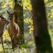 Polémique autour du film « Bambi » : « Ce qui comptait, c’est le bien-être animal », se défend son producteur