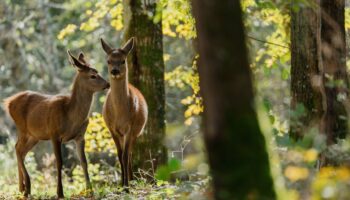 Polémique autour du film « Bambi » : « Ce qui comptait, c’est le bien-être animal », se défend son producteur