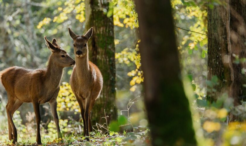 Polémique autour du film « Bambi » : « Ce qui comptait, c’est le bien-être animal », se défend son producteur