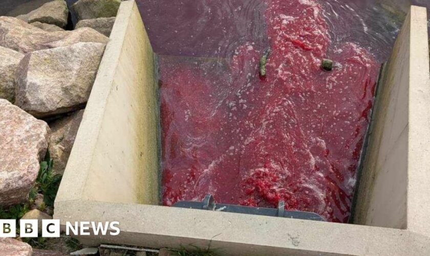 Probe over river 'polluted with dead fish and blood'