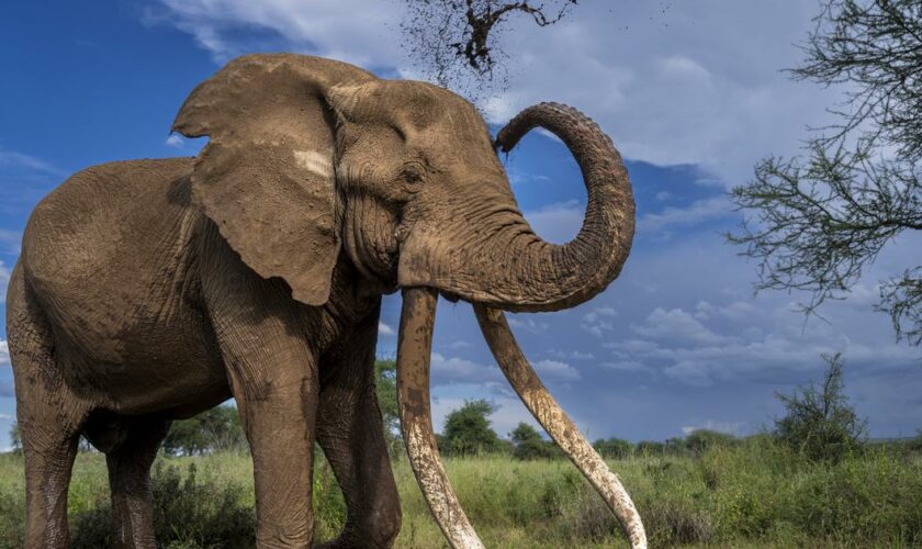 Protégé au Kenya mais chassé en Tanzanie: la vie sur le fil de Craig, l'un des derniers grands tuskers du Rift