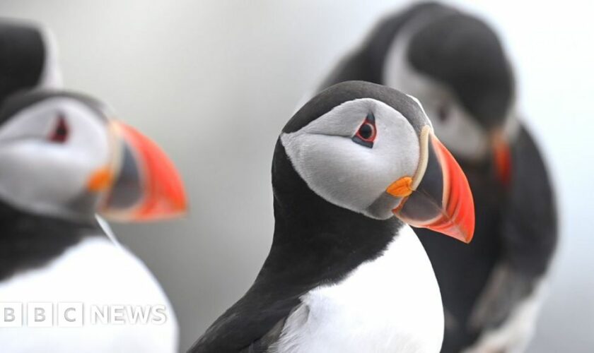 Puffins increase on Farne Islands despite bird flu