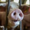 RSPCA launches review of farm animal welfare scheme