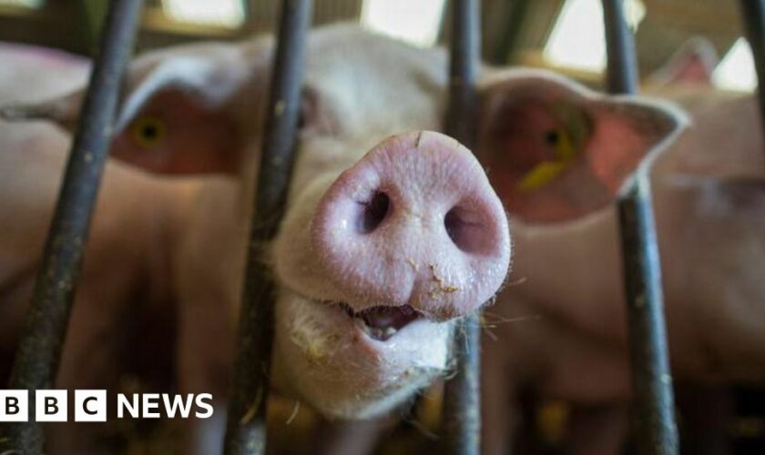 RSPCA launches review of farm animal welfare scheme