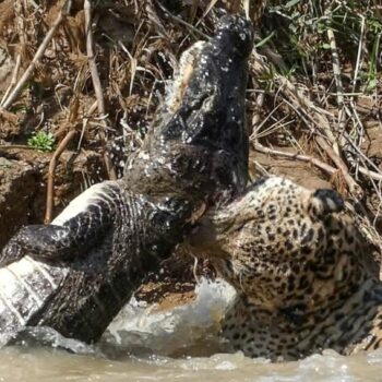 Raubtier-Duell in Brasilien: Todeskampf im Fluss: Jaguar verbeißt sich in Krokodil