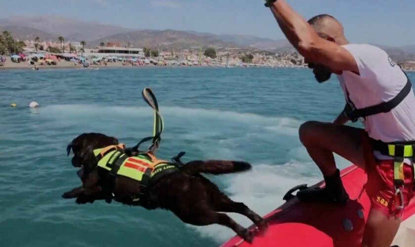 Rettungshunde: Diese Hunde retten Menschen vor dem Ertrinken an spanischen Stränden