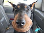 Ruff day? Owner shares hilarious snap of glum-looking Doberman after he was bitten by a rattlesnake