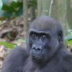 Self medicating gorillas help scientists find new drugs