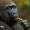 Self-medicating gorillas may hold new drugs clues