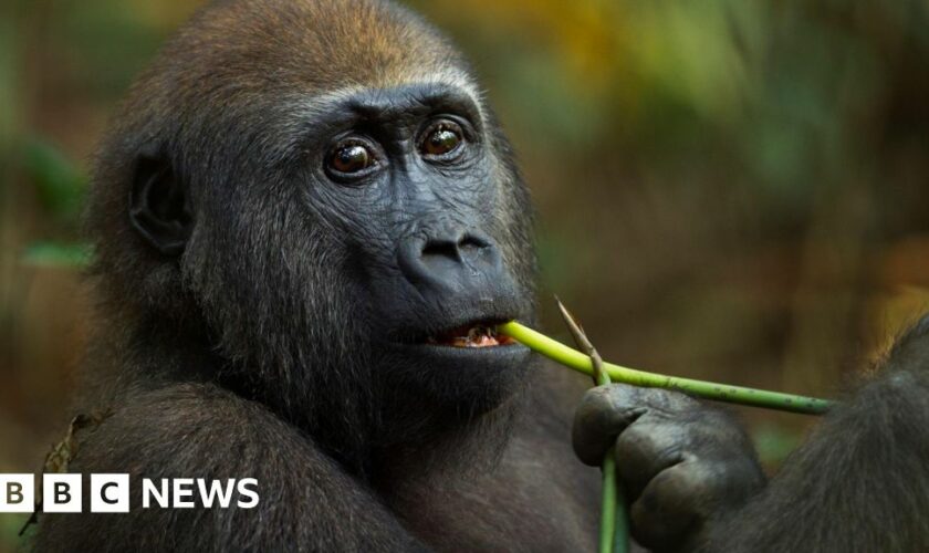 Self-medicating gorillas may hold new drugs clues