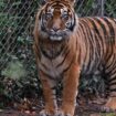 In dem Freizeitpark leben Sumatra-Tiger und Bengalische Tiger. (Symbolbild) Foto: Arne Dedert/dpa