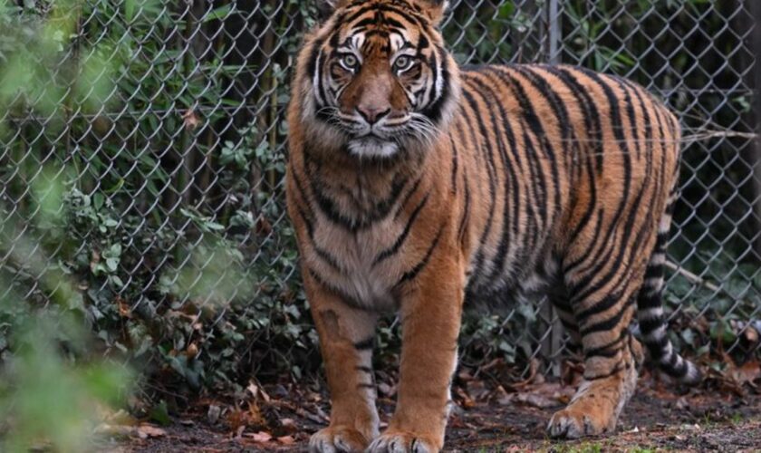 In dem Freizeitpark leben Sumatra-Tiger und Bengalische Tiger. (Symbolbild) Foto: Arne Dedert/dpa