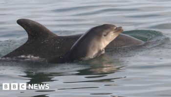 She spotted dolphin in Wales before her death - now it shares her name